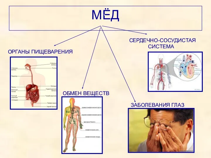 МЁД ОРГАНЫ ПИЩЕВАРЕНИЯ СЕРДЕЧНО-СОСУДИСТАЯ СИСТЕМА ОБМЕН ВЕЩЕСТВ ЗАБОЛЕВАНИЯ ГЛАЗ