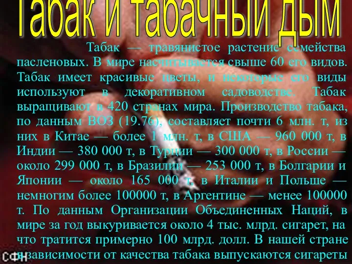 Табак — травянистое растение семейства пасленовых. В мире насчитывается свыше 60