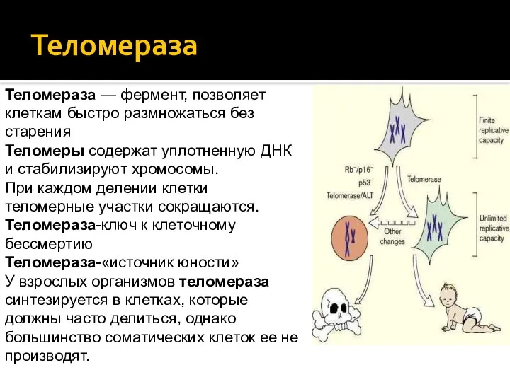 Теломераза Теломераза — фермент, позволяет клеткам быстро размножаться без старения Теломеры