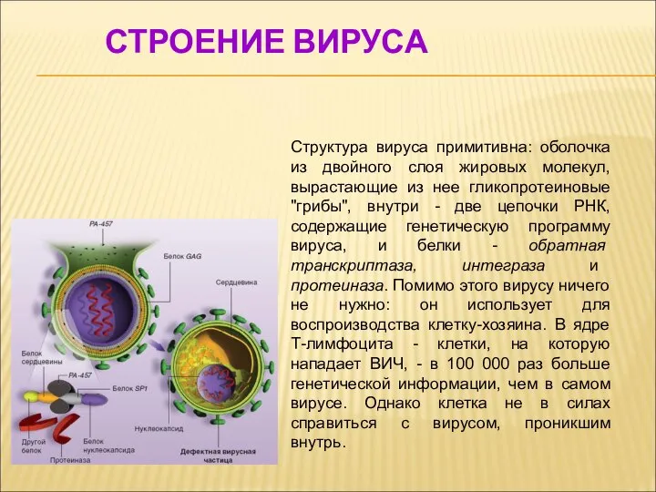 СТРОЕНИЕ ВИРУСА Структура вируса примитивна: оболочка из двойного слоя жировых молекул,