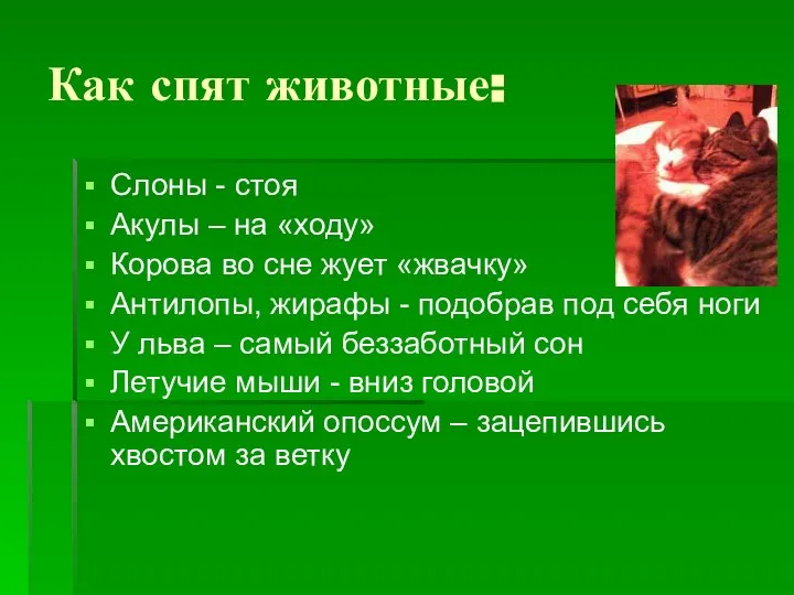 Как спят животные: Слоны - стоя Акулы – на «ходу» Корова