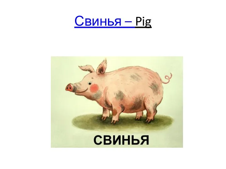 Свинья – Pig