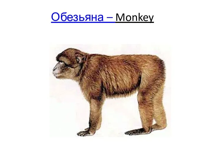 Обезьяна – Monkey