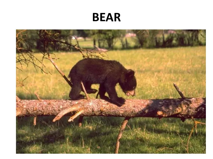 BEAR