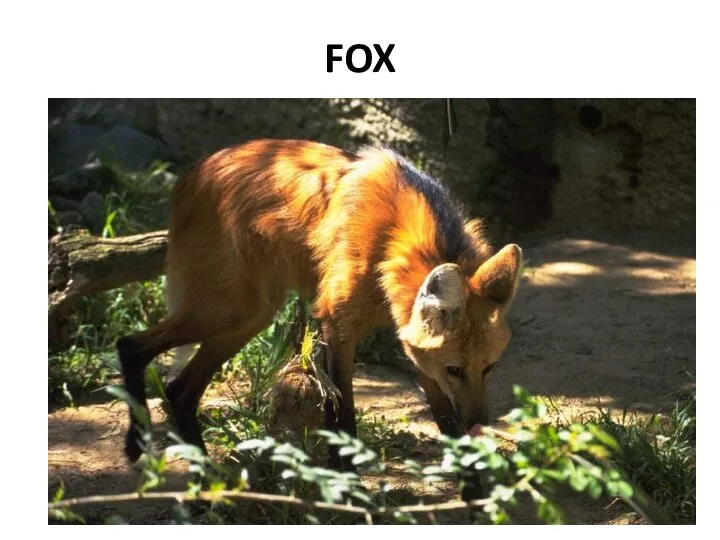 FOX