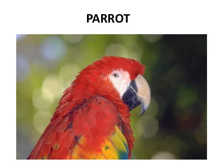 PARROT