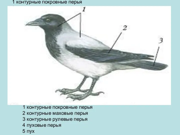 1 контурные покровные перья 2 контурные маховые перья 3 контурные рулевые