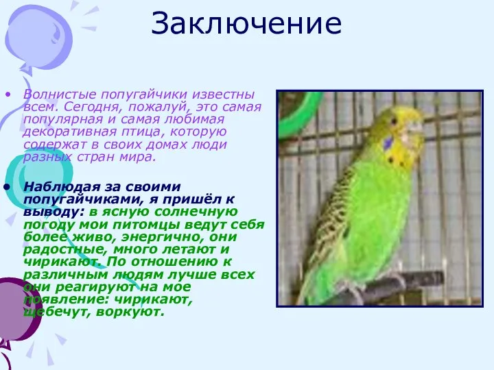 Заключение Волнистые попугайчики известны всем. Сегодня, пожалуй, это самая популярная и