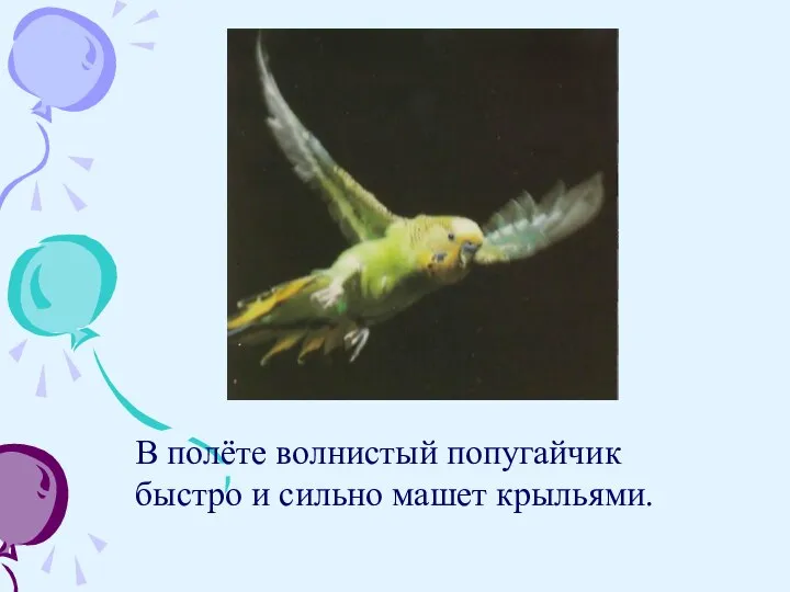 В полёте волнистый попугайчик быстро и сильно машет крыльями.