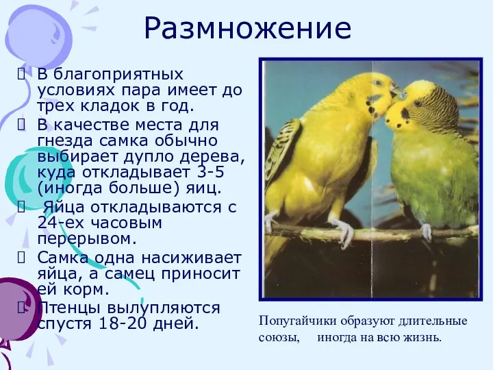 Размножение В благоприятных условиях пара имеет до трех кладок в год.