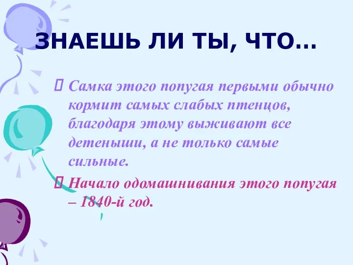 ЗНАЕШЬ ЛИ ТЫ, ЧТО… Самка этого попугая первыми обычно кормит самых