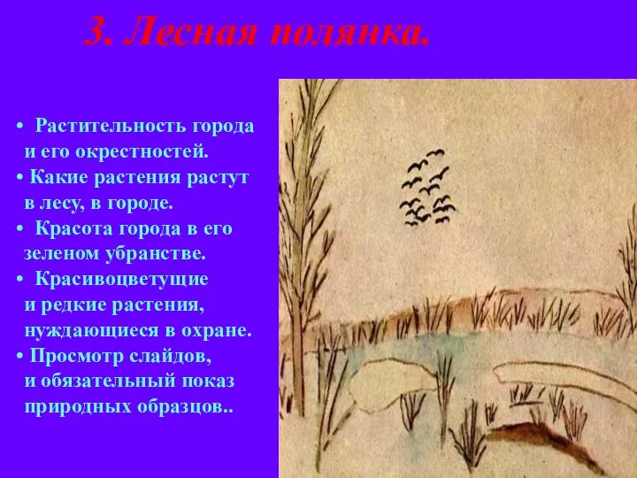 3. Лесная полянка. Растительность города и его окрестностей. Какие растения растут