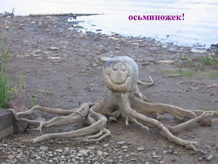 осьминожек!