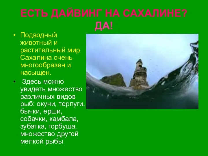 ЕСТЬ ДАЙВИНГ НА САХАЛИНЕ? ДА! Подводный животный и растительный мир Сахалина