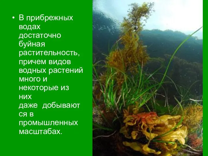 В прибрежных водах достаточно буйная растительность, причем видов водных растений много