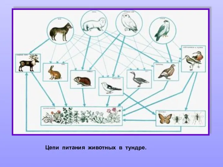 Цепи питания животных в тундре.