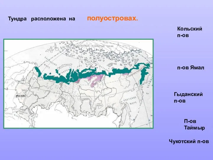 Кольский п-ов п-ов Ямал Гыданский п-ов П-ов Таймыр Чукотский п-ов Тундра расположена на полуостровах.