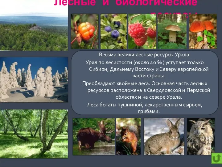 Лесные и биологические ресурсы Весьма велики лесные ресурсы Урала. Урал по