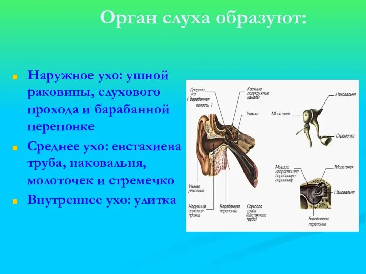 Орган слуха образуют: Наружное ухо: ушной раковины, слухового прохода и барабанной