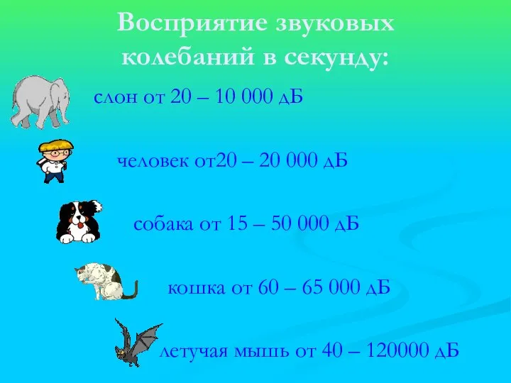 Восприятие звуковых колебаний в секунду: слон от 20 – 10 000