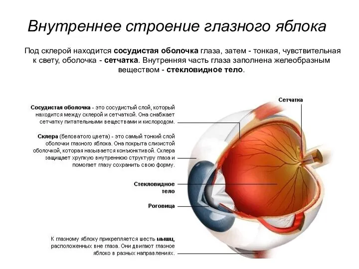 Внутреннее строение глазного яблока Под склерой находится сосудистая оболочка глаза, затем