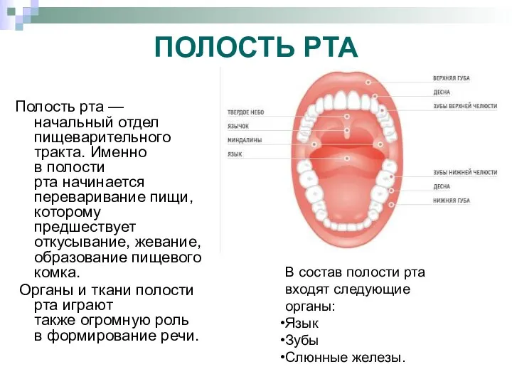 ПОЛОСТЬ РТА Полость рта — начальный отдел пищеварительного тракта. Именно в