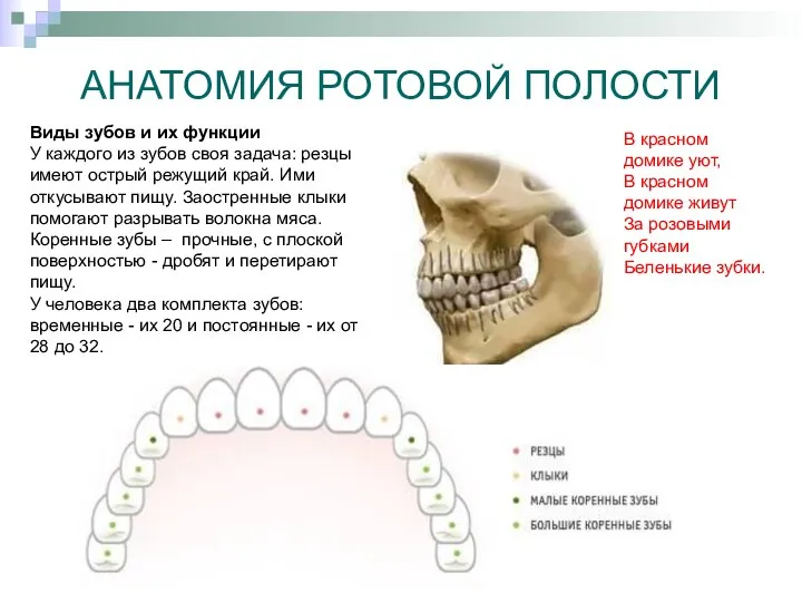 АНАТОМИЯ РОТОВОЙ ПОЛОСТИ Виды зубов и их функции У каждого из