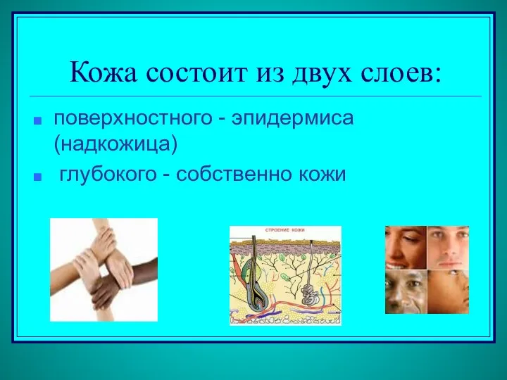 Кожа состоит из двух слоев: поверхностного - эпидермиса (надкожица) глубокого - собственно кожи