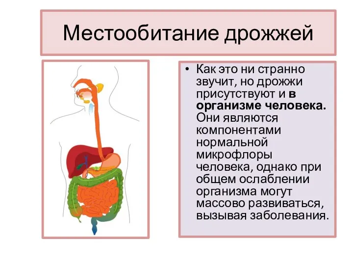 Местообитание дрожжей Как это ни странно звучит, но дрожжи присутствуют и