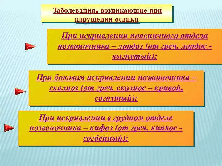 При искривлении в грудном отделе позвоночника – кифоз (от греч. кипхос