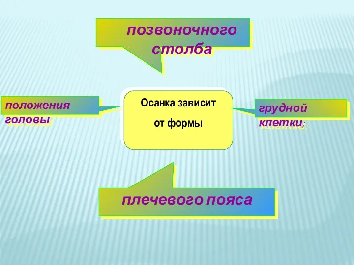 Осанка зависит от формы грудной клетки; положения головы плечевого пояса позвоночного столба