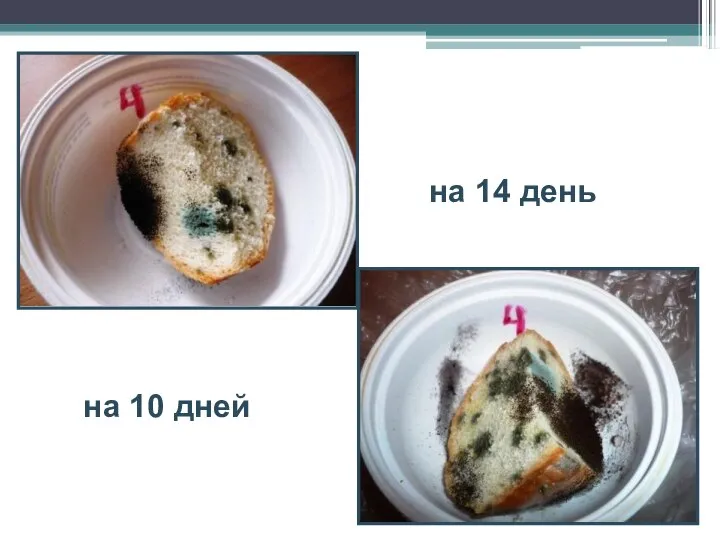 на 10 дней на 14 день