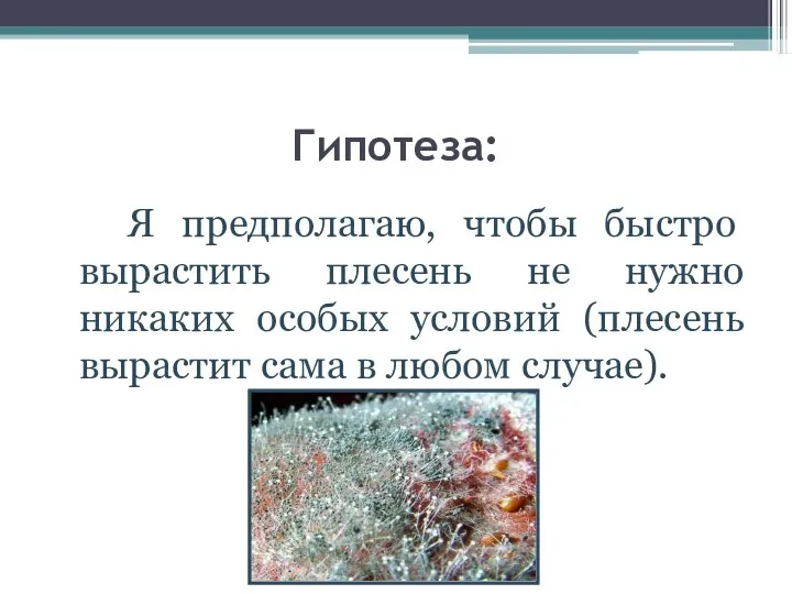 Гипотеза: Я предполагаю, чтобы быстро вырастить плесень не нужно никаких особых