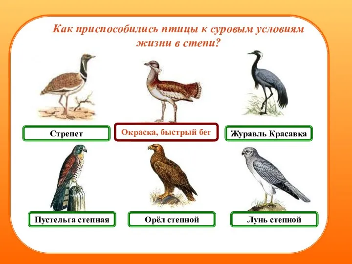 Пустельга степная Лунь степной Журавль Красавка Стрепет Как приспособились птицы к