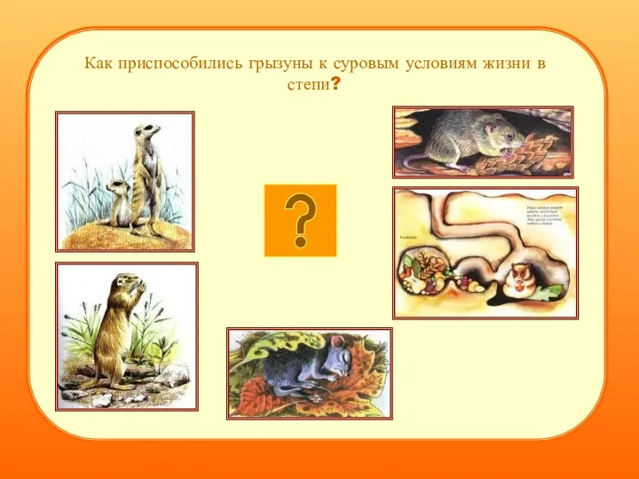 Как приспособились грызуны к суровым условиям жизни в степи?