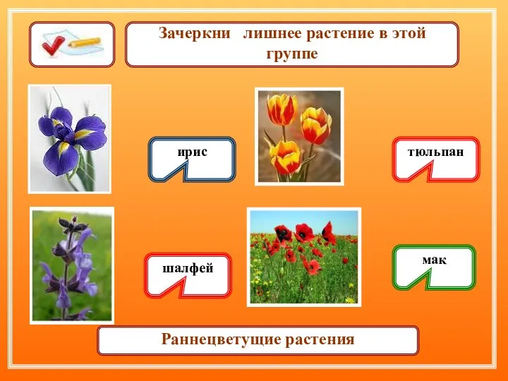 Зачеркни лишнее растение в этой группе ирис шалфей тюльпан мак Раннецветущие растения