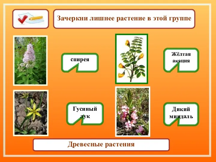 Зачеркни лишнее растение в этой группе Жёлтая акация Гусиный лук спирея Дикий миндаль Древесные растения