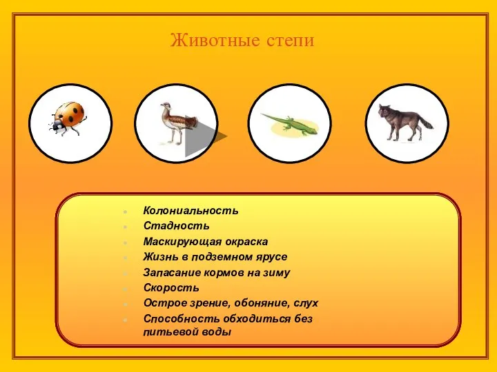 Животные степи Насекомые степи Бабочки Жуки-скакуны Божьи коровки Комары Кузнечики Муравьи