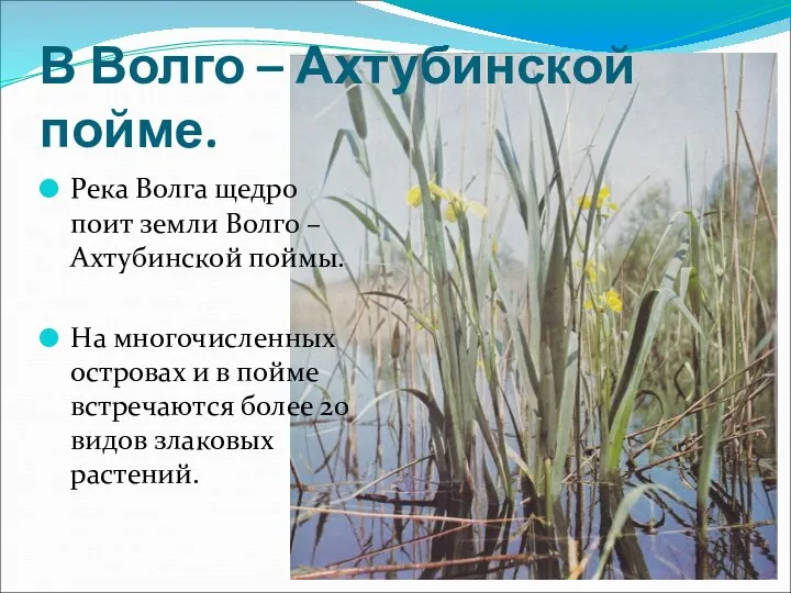 В Волго – Ахтубинской пойме. Река Волга щедро поит земли Волго