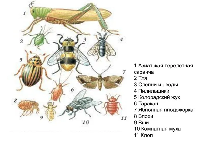 1 Азиатская перелетная саранча 2 Тля 3 Слепни и оводы 4