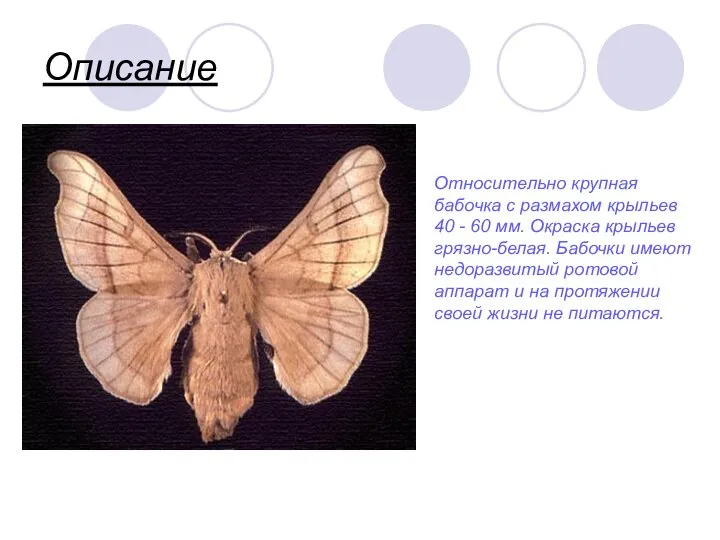 Описание Относительно крупная бабочка с размахом крыльев 40 - 60 мм.