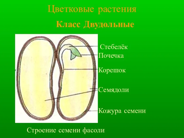 Класс Двудольные Цветковые растения Семядоли Кожура семени Корешок Стебелёк Почечка Строение семени фасоли