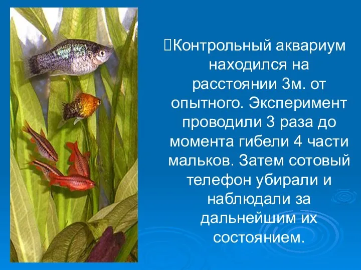 Контрольный аквариум находился на расстоянии 3м. от опытного. Эксперимент проводили 3