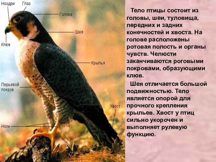 Тело птицы состоит из головы, шеи, туловища, передних и задних конечностей