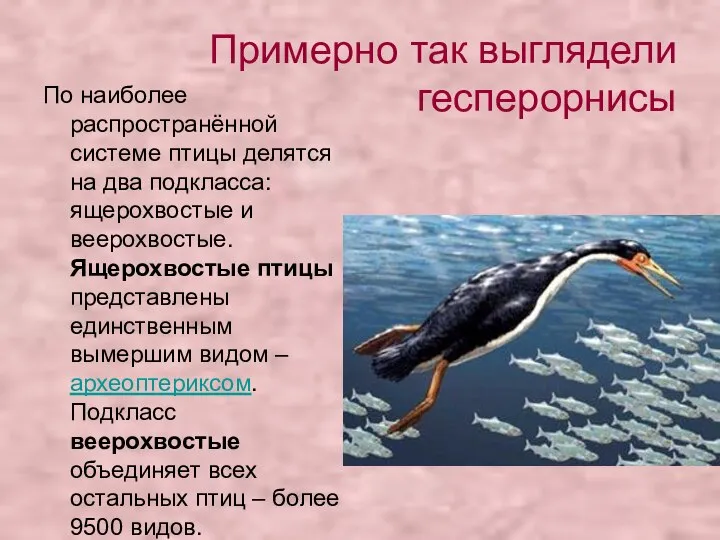 Примерно так выглядели гесперорнисы По наиболее распространённой системе птицы делятся на