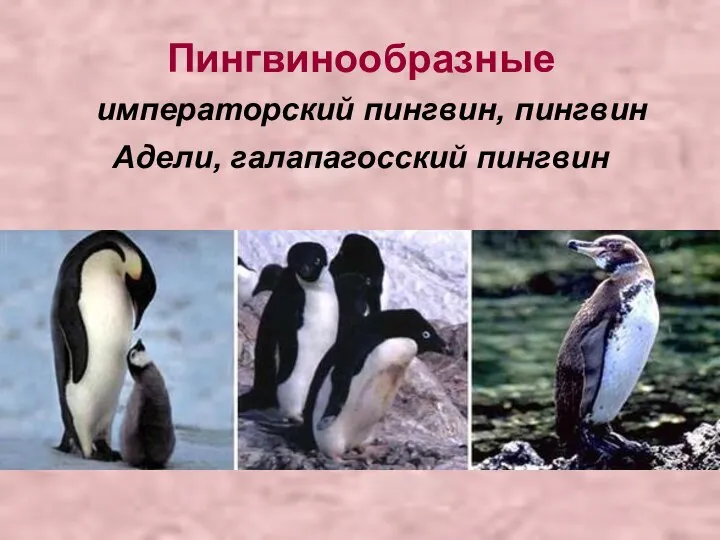Пингвинообразные императорский пингвин, пингвин Адели, галапагосский пингвин