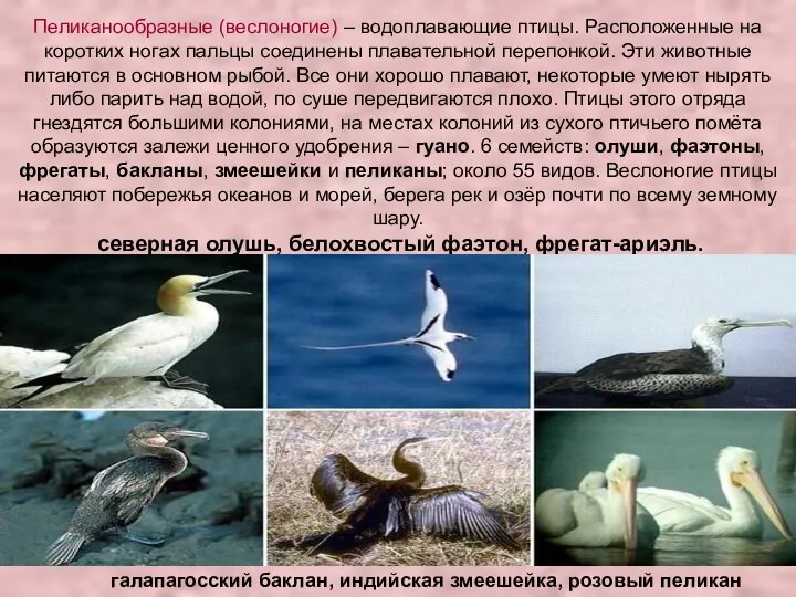 Пеликанообразные (веслоногие) – водоплавающие птицы. Расположенные на коротких ногах пальцы соединены