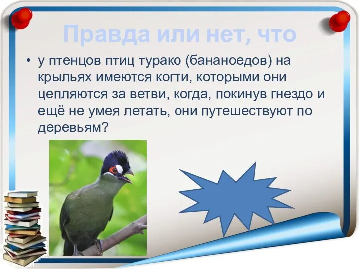 Правда или нет, что у птенцов птиц турако (бананоедов) на крыльях