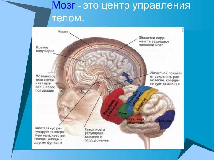 Мозг - это центр управления телом.