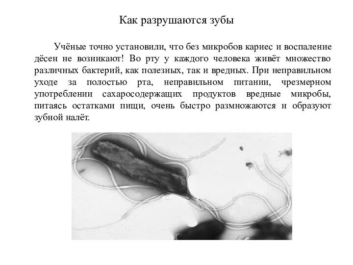 Как разрушаются зубы Учёные точно установили, что без микробов кариес и